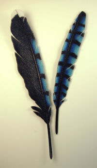 Bluejay Feathers by glass artist Michael Dupille