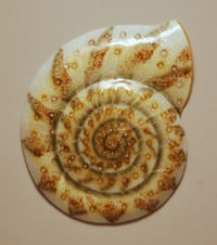 Nautilus Amberious by glass artist Michael Dupille